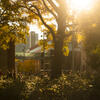 Sunlight filtering through leaves on campus